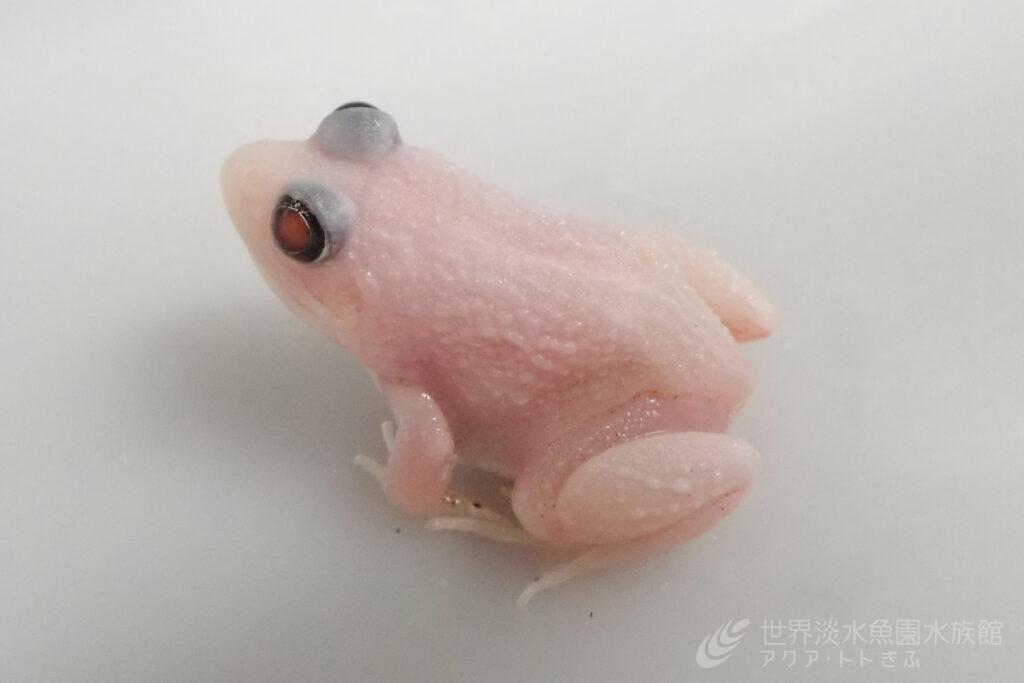 発見！へんな色のカエルたち