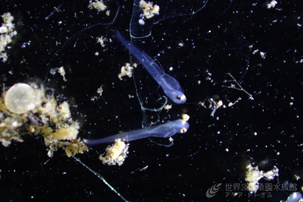 カマツカ類繁殖2