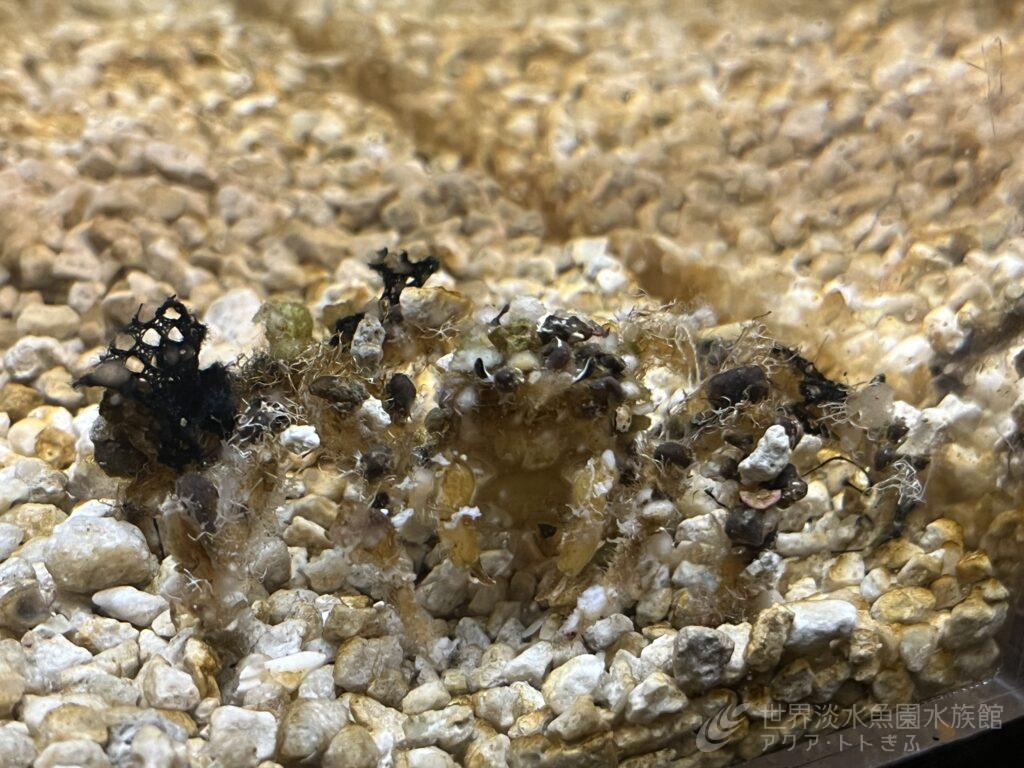 モクズショイの秘密