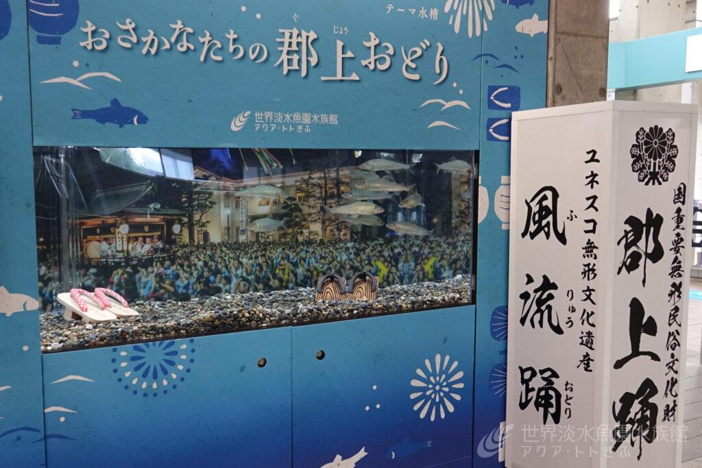 おさかなたちの郡上おどり
