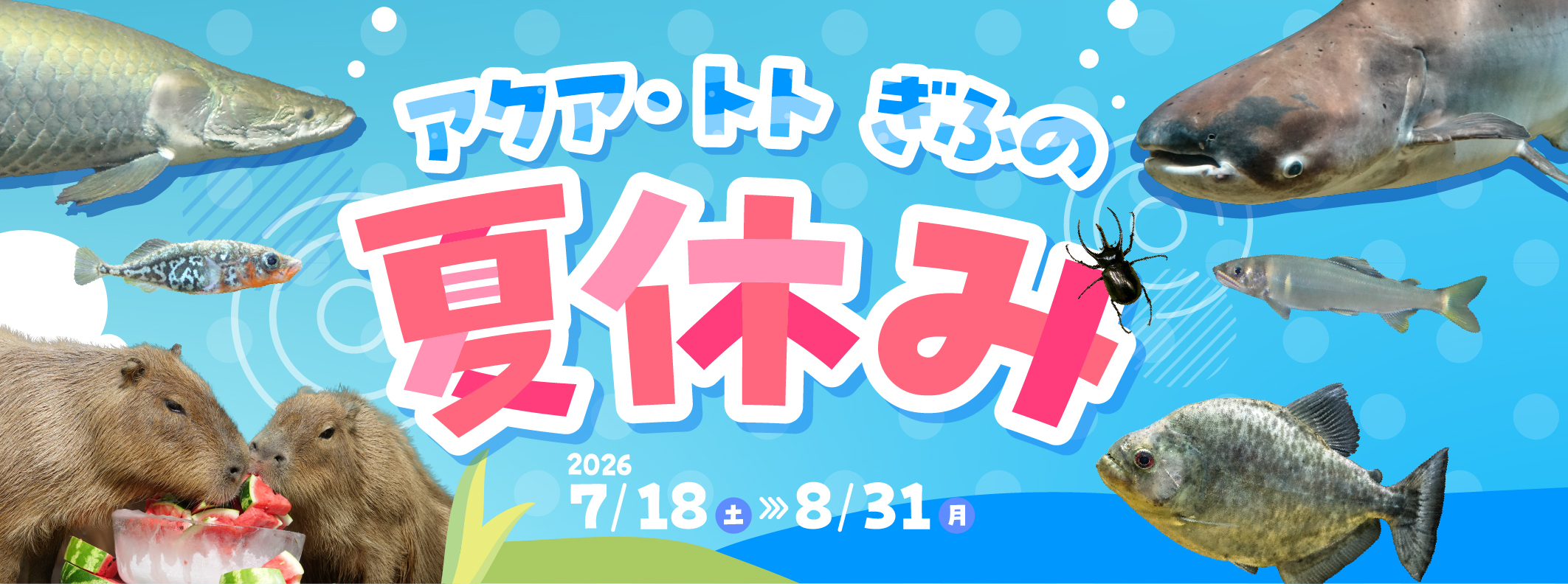 アクア・トト ぎふの夏休み