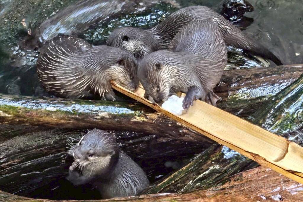 コツメカワウソの氷あそび