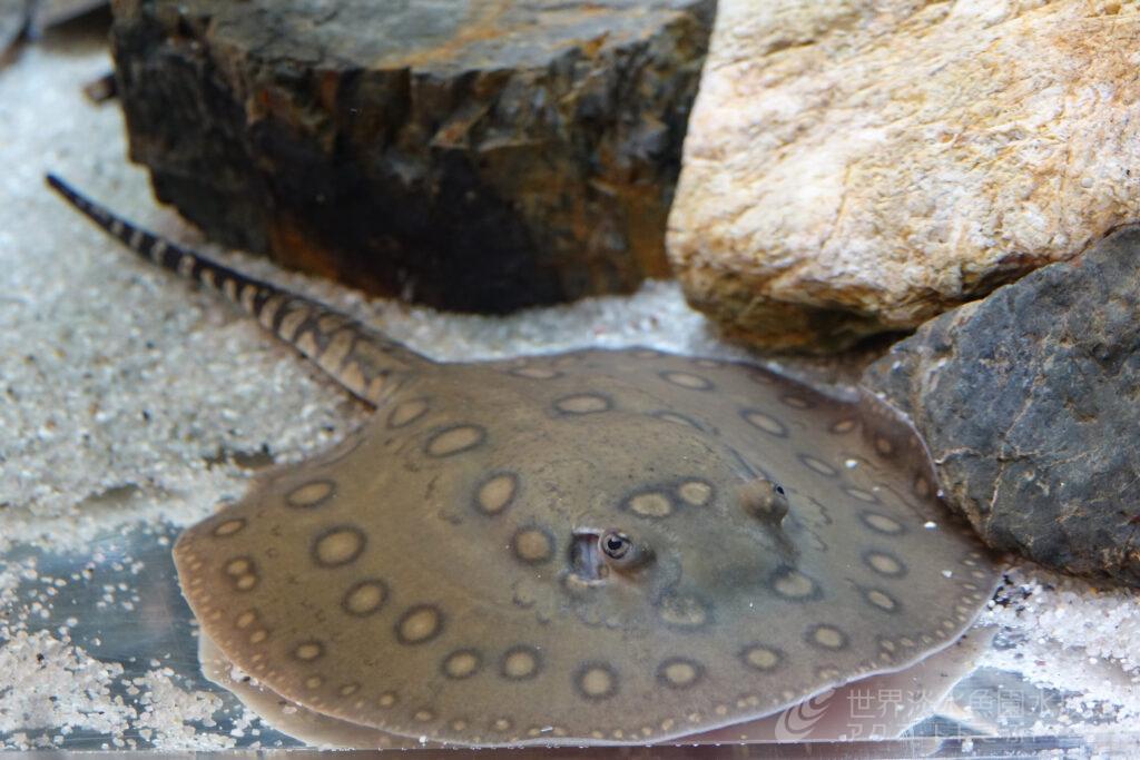 モトロの幼魚を展示