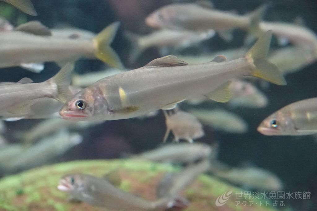 7月26日は「GIAHS鮎の日」