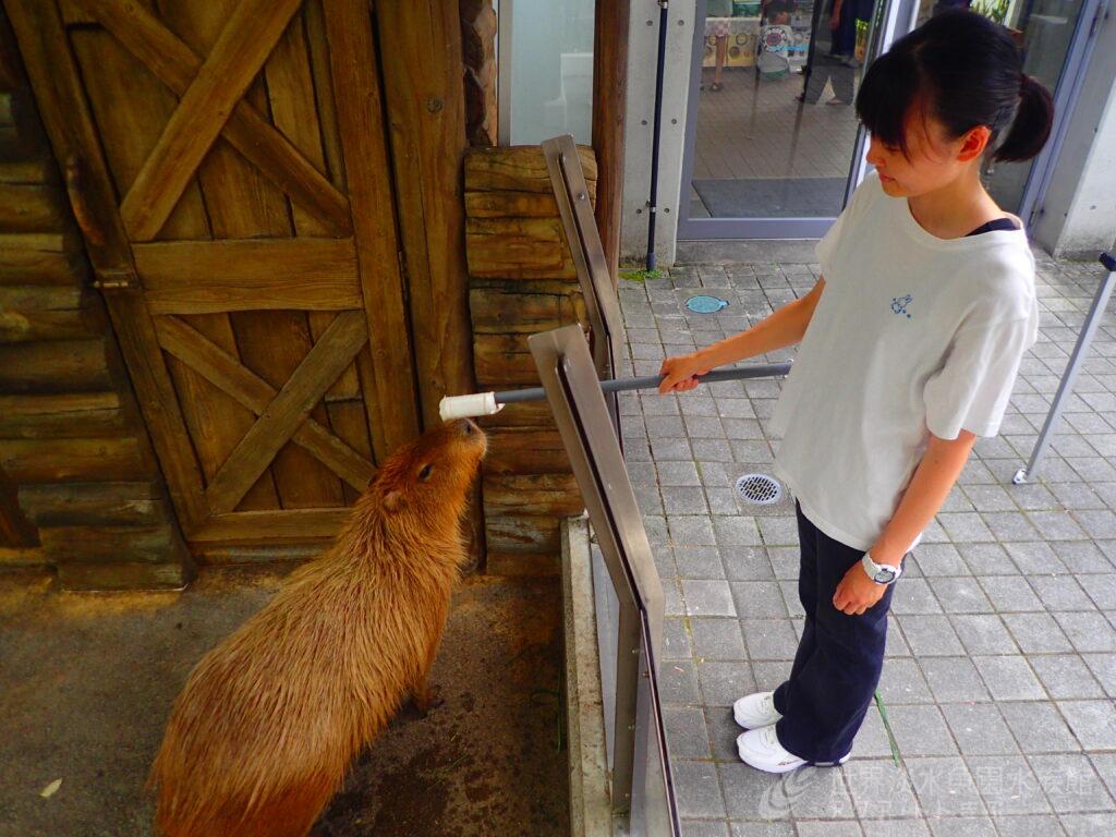 動物トレーナーになろう