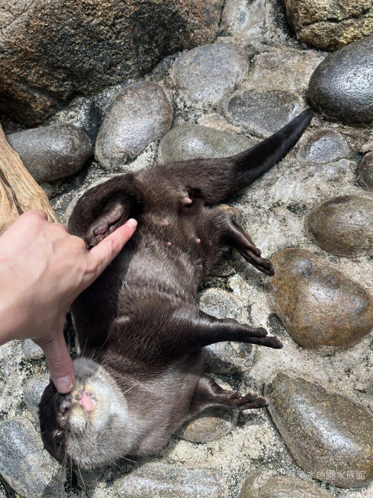 コツメカワウソのハズバンダリートレーニングについて