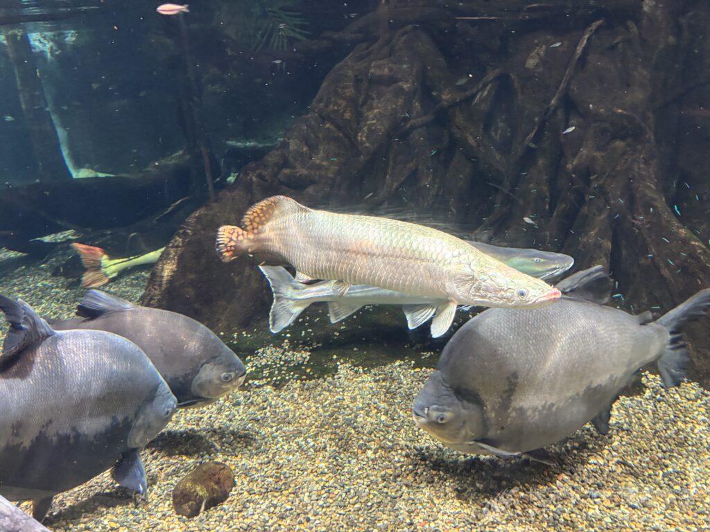 アマゾンの巨大魚、いざ展示へ！！