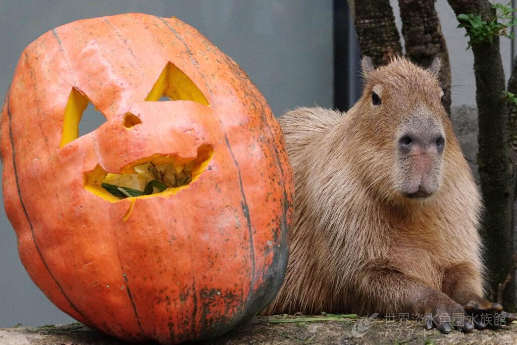 アクア・トト ぎふのハロウィン