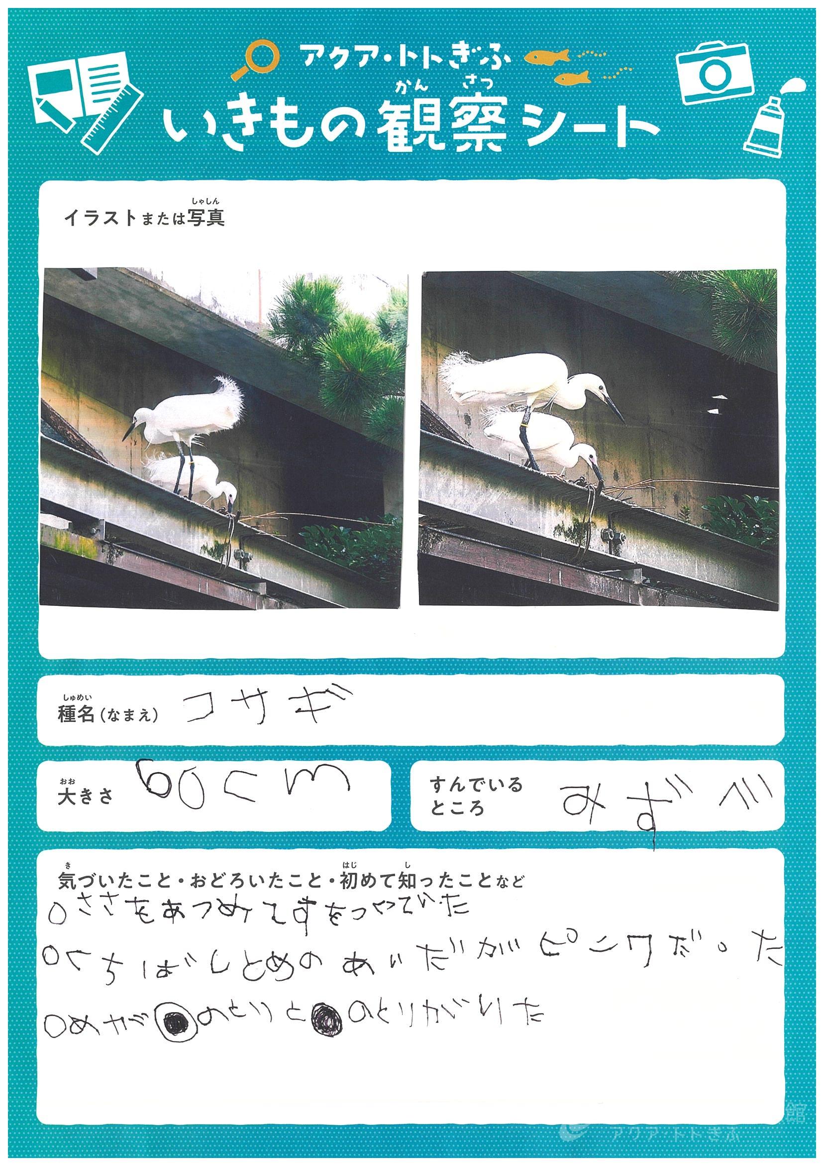 田中 智萌
