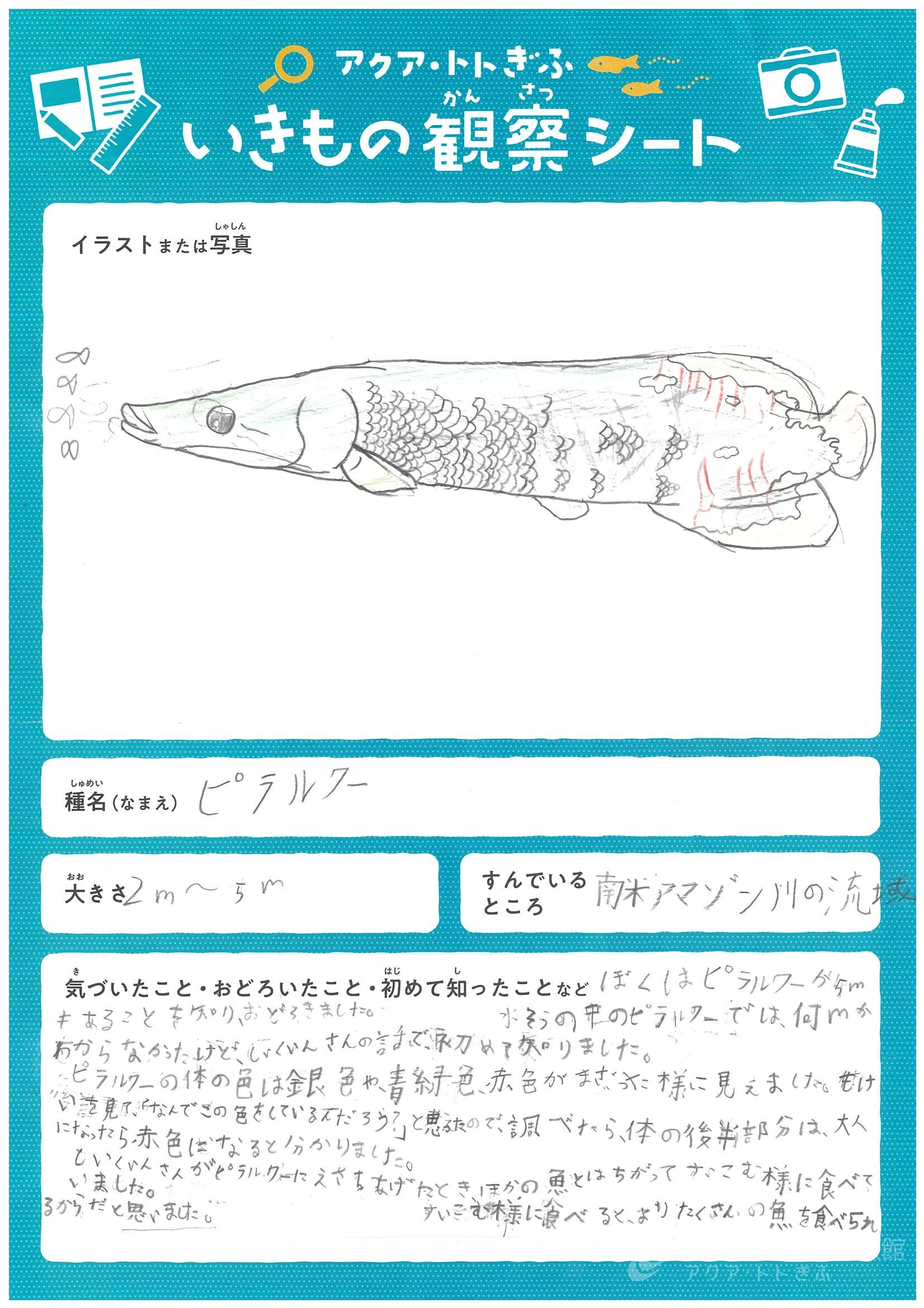 勝又 颯太