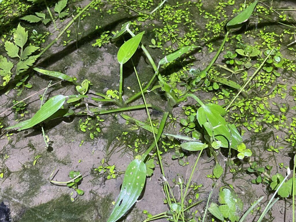 すくすく水草成長中　Part2