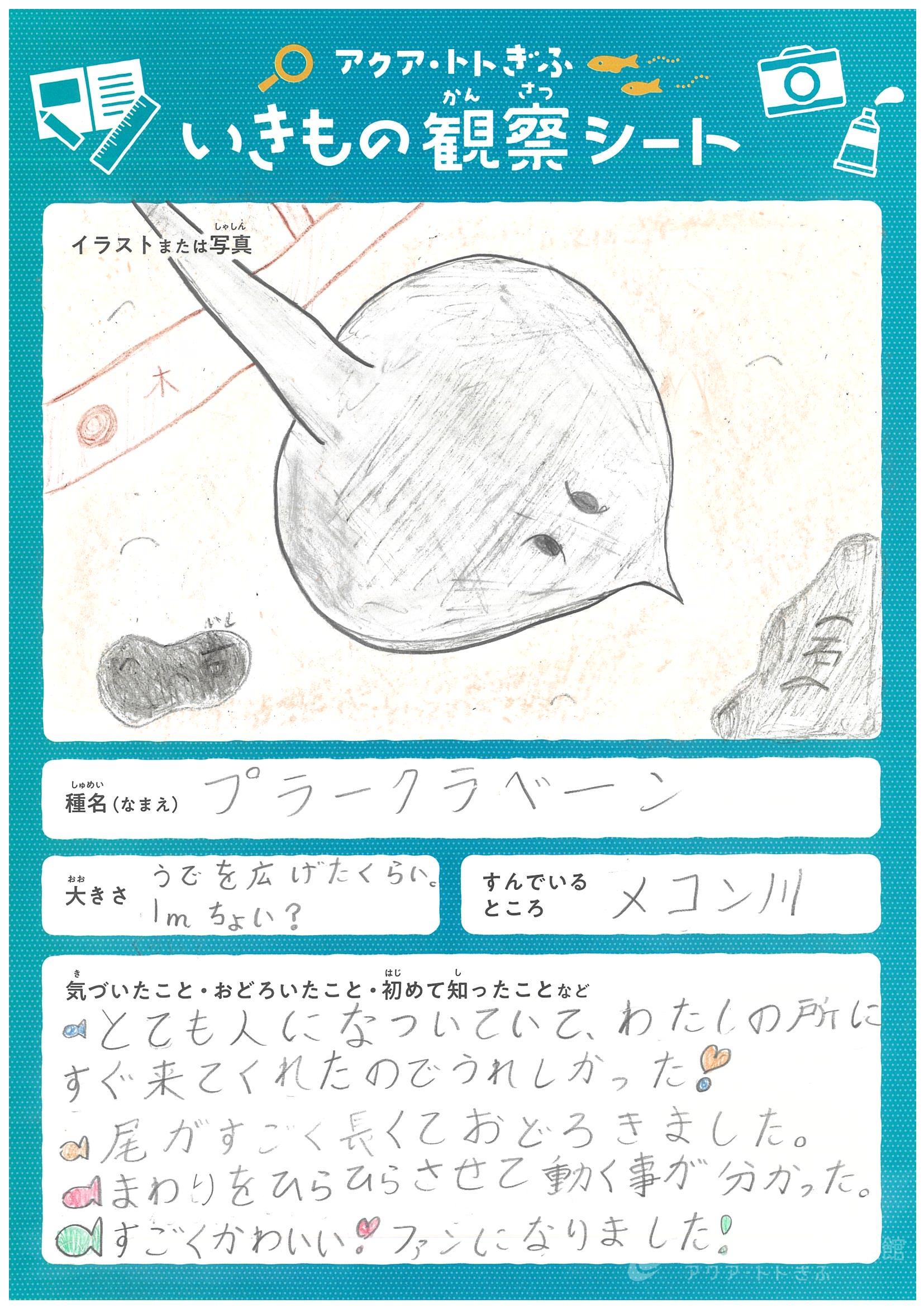 藤原 ちさと