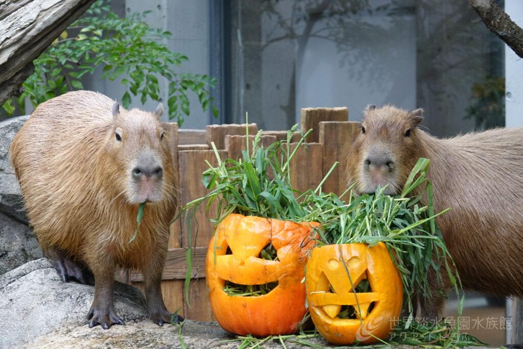 カピバラにカボチャプレゼント！