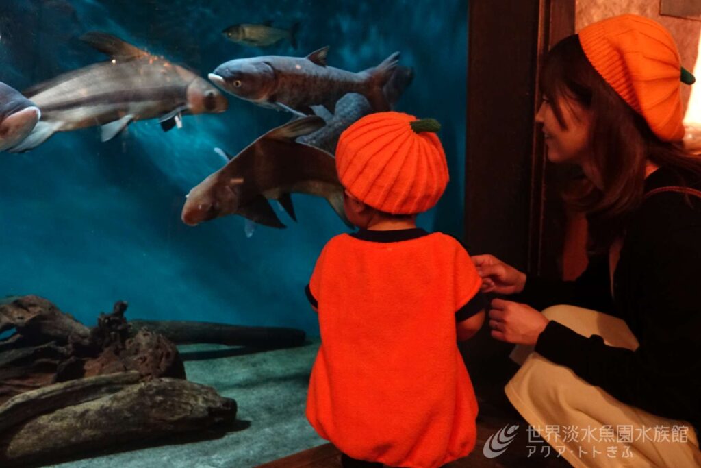 ハロウィンの夜の水族館