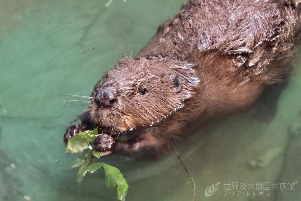 飼育係体験（企画展編、小4～小6）