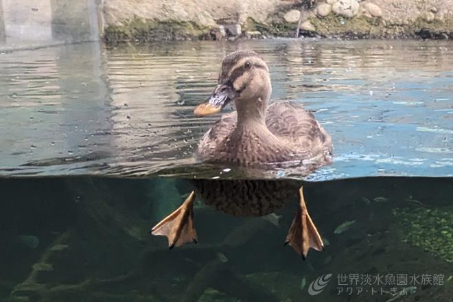 カルガモが死亡しました