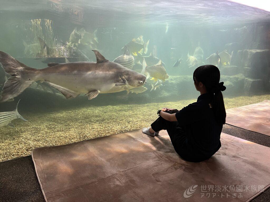 朝のメコンオオナマズ観賞会