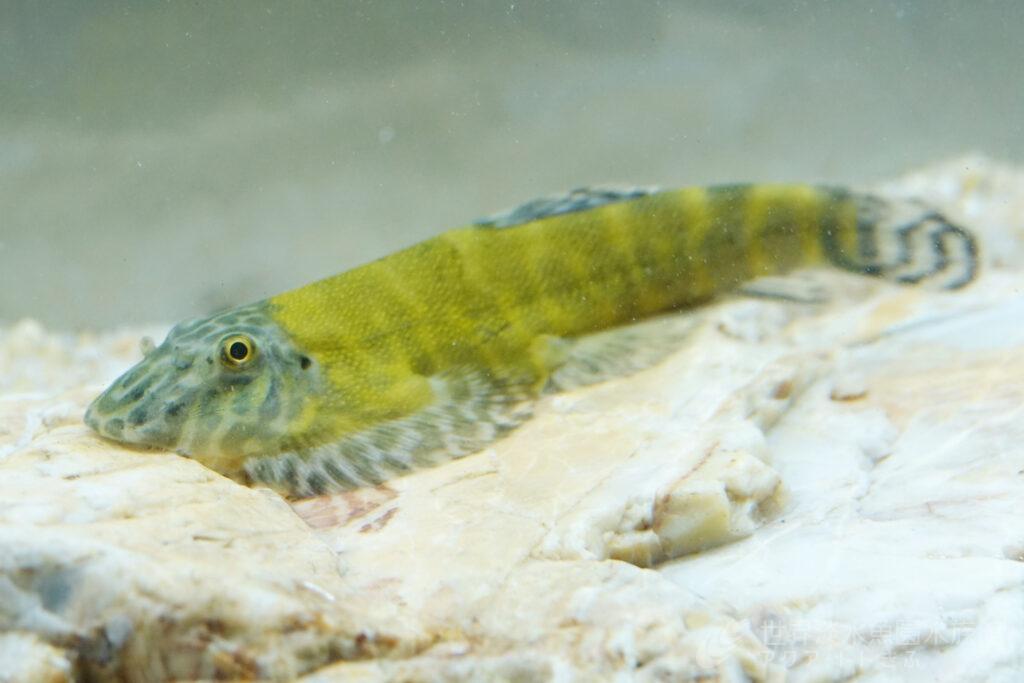 急流に生きる魚　タニノボリ